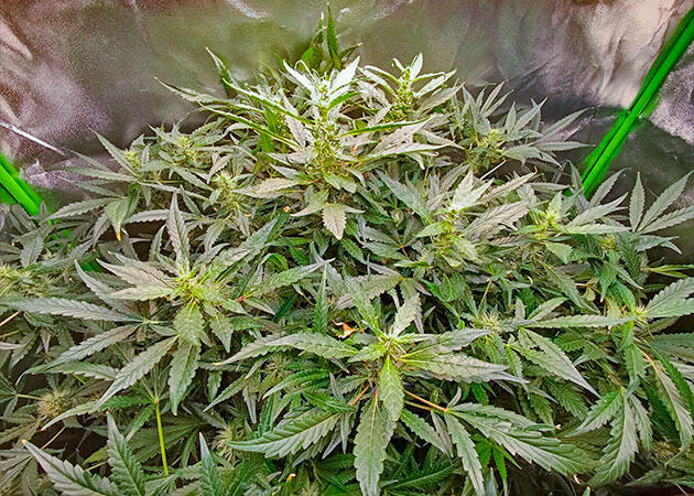 Появление сильного запаха у марихуаны Каннабис ростом 140 см