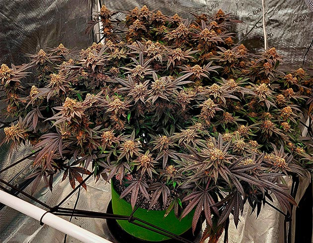 Готовность к сбору урожая Куст конопли черно-красного оттенка с оранжевыми соцветиями