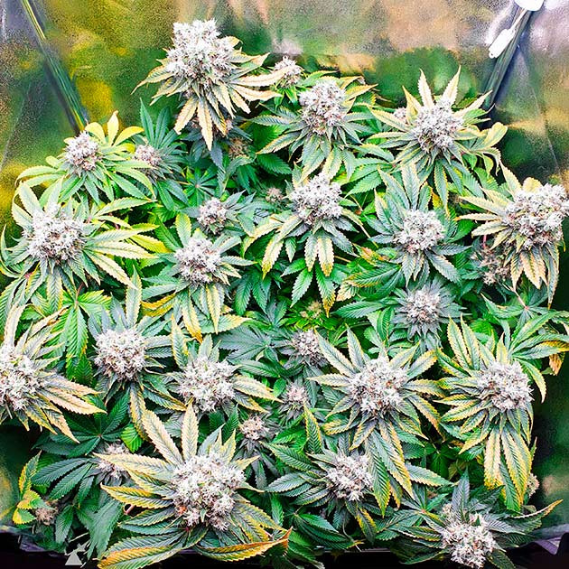 Смена листьев на желтый окрас Дозревающий куст каннабиса