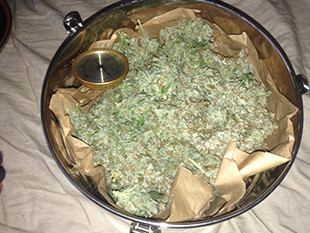 Урожай собранный с 5 кустов марихуаны Gorilla Auto Урожай марихуаны Gorilla Auto