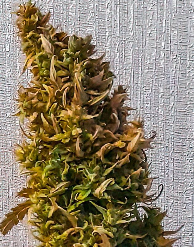 Созревшая шишка марихуаны
