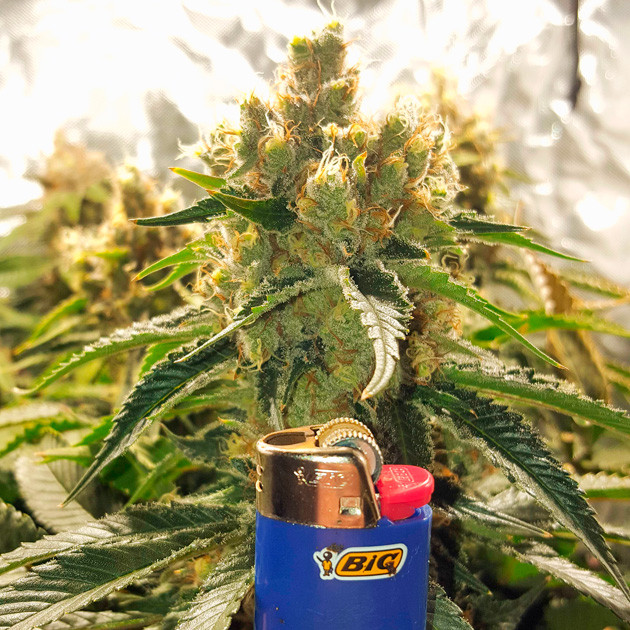 Шишка Pineapple Chunk на 16 неделе выращивания Шишка в сравнении с зажигалкой