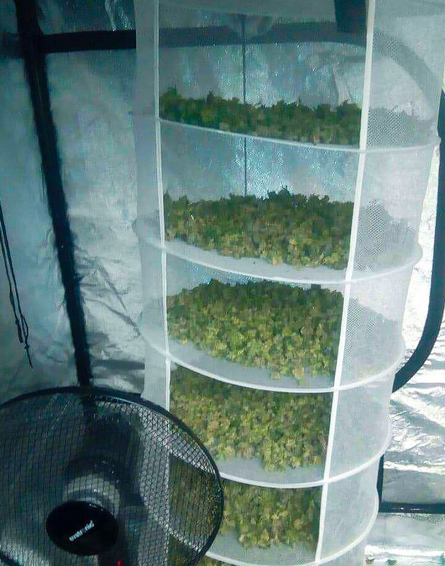 Сушка урожая конопли Сушка соцветий на ярусной сетке