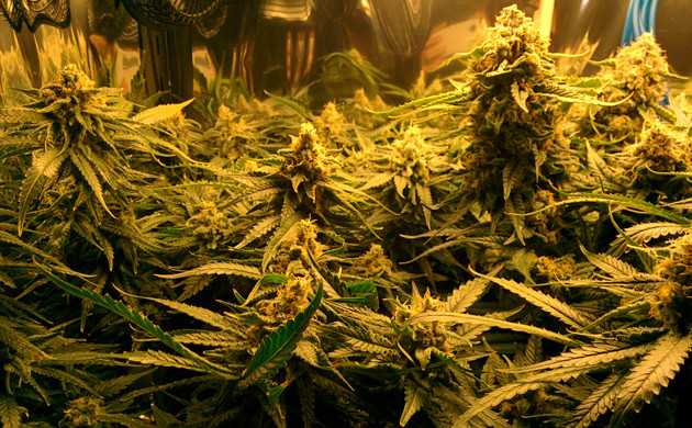 Последняя подкормка перед харвестом 20 неделя выращивания конопли