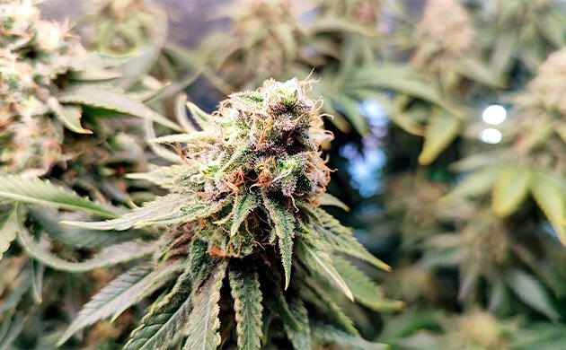 Кусты Mimosa Shot и Gorilla Zkittlez на 14 неделе