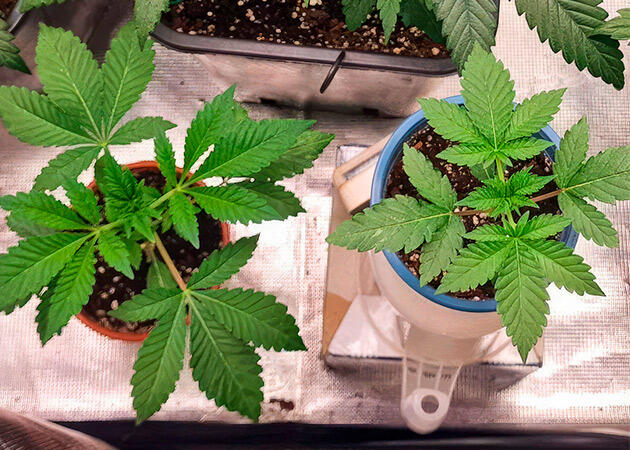 Развитие кустов Растишки Poddy Mouth от Humboldt Seed Company