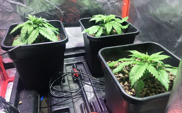 Фото + Speed Auto на первой неделе вегетации Начало вегетации