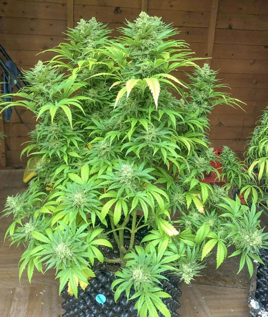 Промывка Atomical Haze перед харвестом Последние недели перед урожаем Atomical Haze