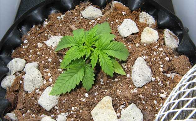 Вторая неделя выращивания 5 см роста на второй неделе