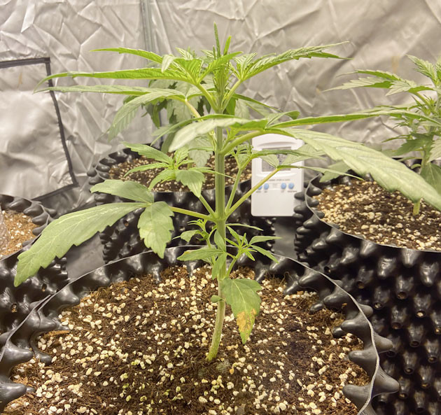 Развитие куста и корректировка удобрений Куст Wedding Cake Auto ростом 19 см