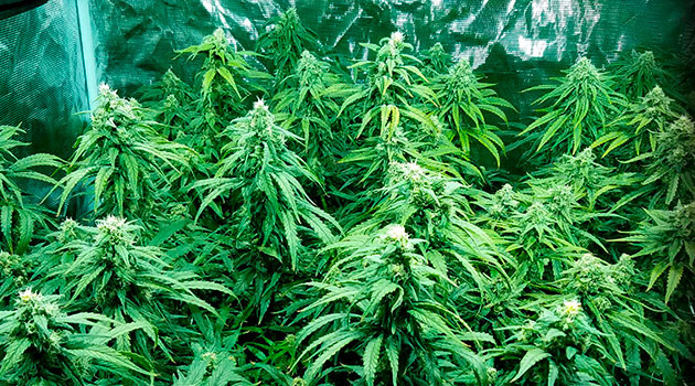 Завершение цветения сорта LSD Контроль уровня pH при выращивании сорта LSD