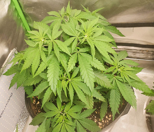 Непредсказуемый рост Cafe Racer Округлый вид Cafe Racer