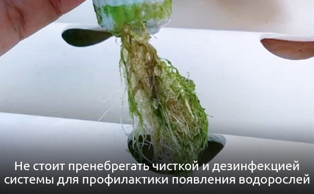 Рост водорослей в гидропонной системе конопли Биопленка и водоросли у конопли