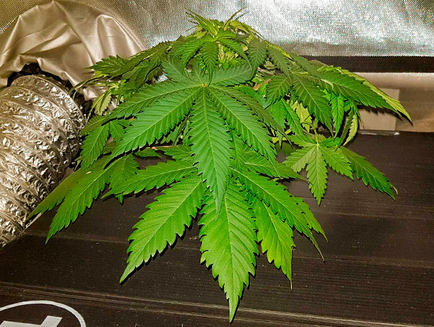 Перевод на цветение растения Shiskaberry Подготовка куста Shiskaberry к цветению