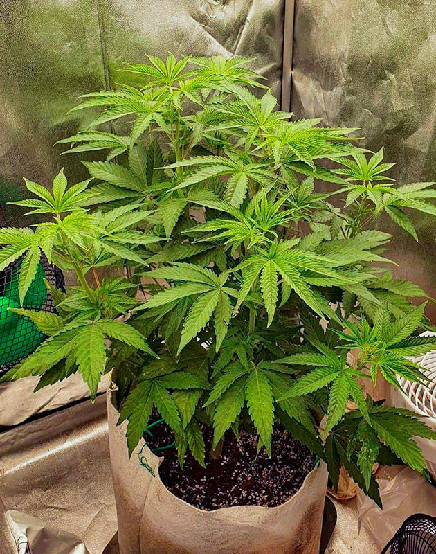 Активный рост марихуаны Куст Planet of the Grapes RBX ростом 45 см