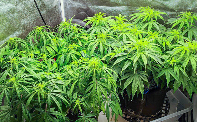 Цветение на 7 неделе выращивания Листья конопли светло зеленого цвета