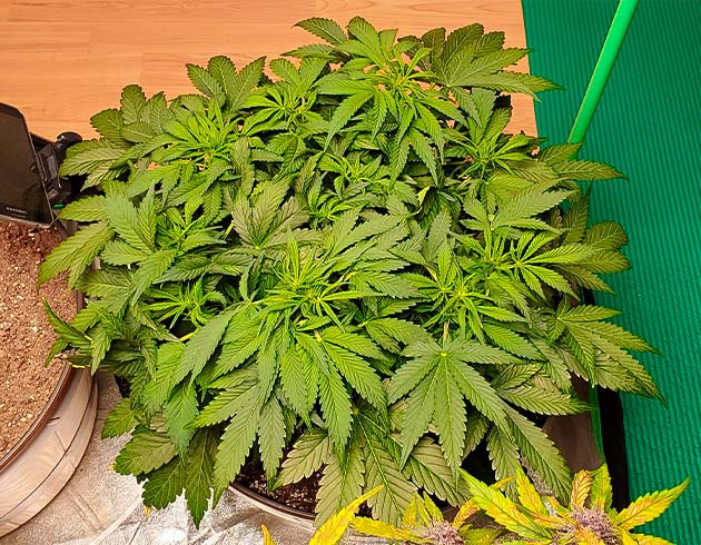 Старт цветения конопли Появление точек роста шишек