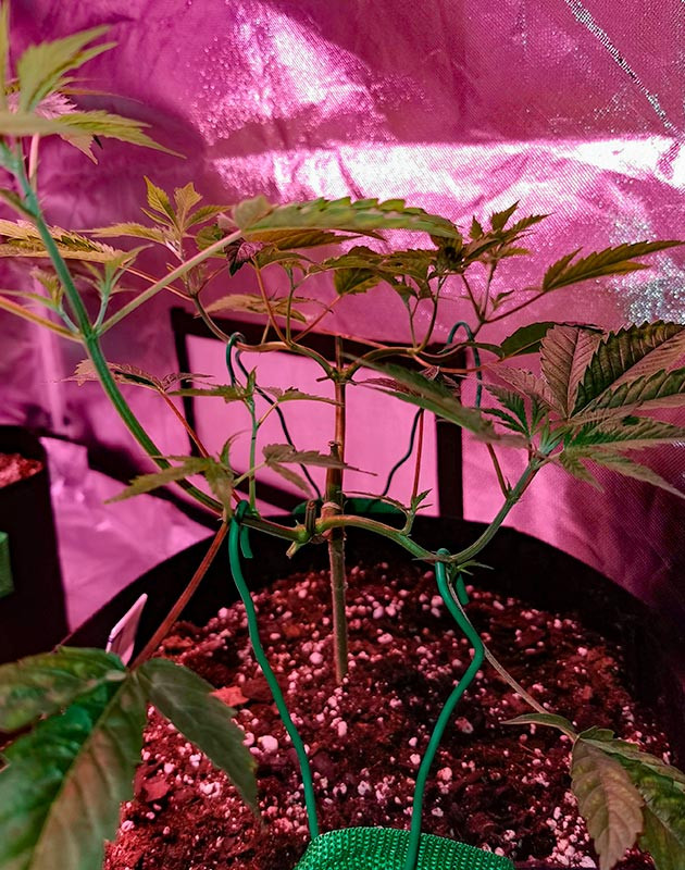 Активный рост марихуаны и полив питательным раствором Куст Gorilla Glue от Monster Genetics на 5-6 неделе