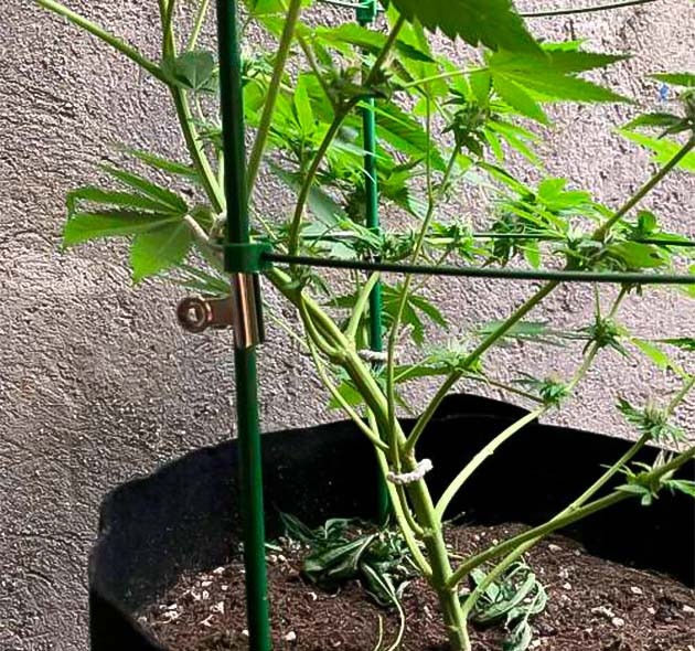 Northern Lights готовится к финальной стадии Конопля ростом 30 см