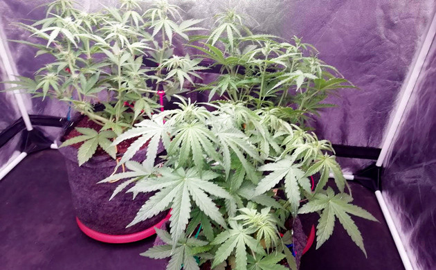 Начало предцвета кустов каннабиса Три куста Dos-Vi-Dos Auto в гроубоксе