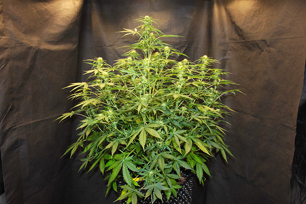 Активная фаза цветения Рост куста 77 см на 7 неделе выращивания