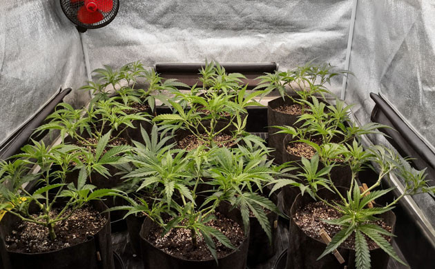 Дефолиация конопли Обрезка листьев конопли