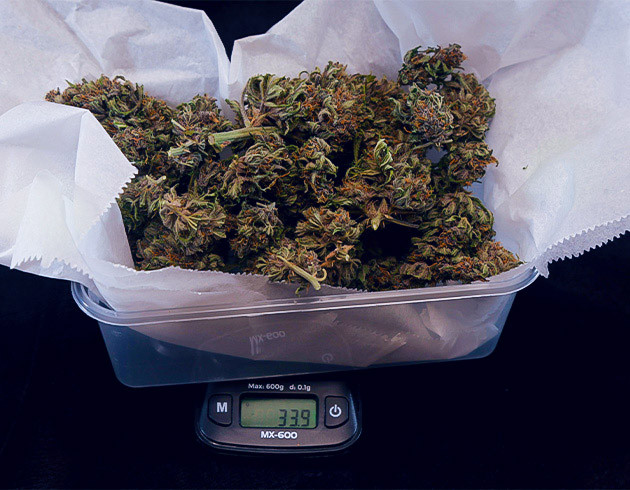 Впечатления от харвеста Tropicana Cookies Auto