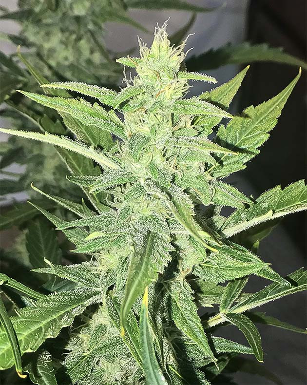 Куст Auto Chocolate Skunk на 7 неделе выращивания Кусты на 7 неделе выращивания