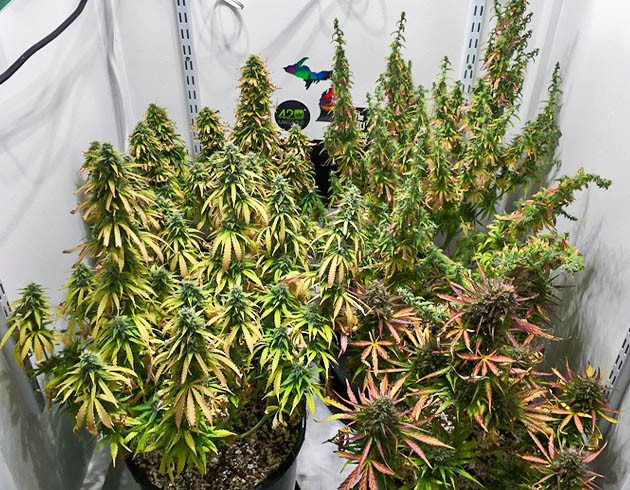 Финальная неделя выращивания Кусты конопли с пожелтевшими листьями