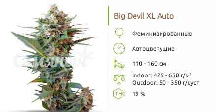 Сорт конопли Big Devil XL Auto Big Devil XL Auto от Sweet Seeds
