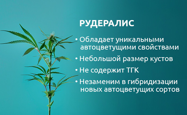 Рудералис: уникальность автоцветущего каннабиса Каннабис рудералис: цветение независимо от света