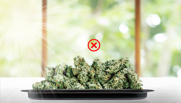 Ошибки при сушке шишек Сушка шишек