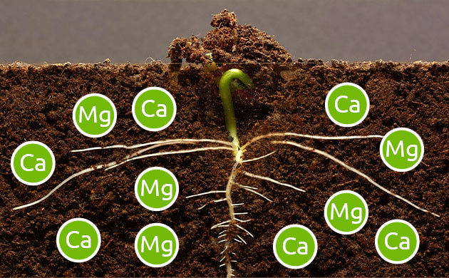 Емкость катионного обмена и содержание лингина Влияние низкого уровня pH и других веществ