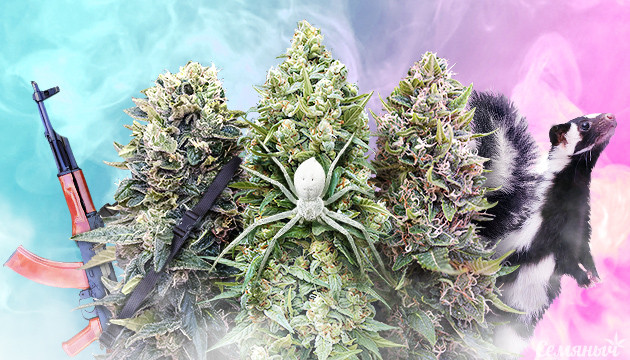 Сорта представители классических генетик Представители классических генетик