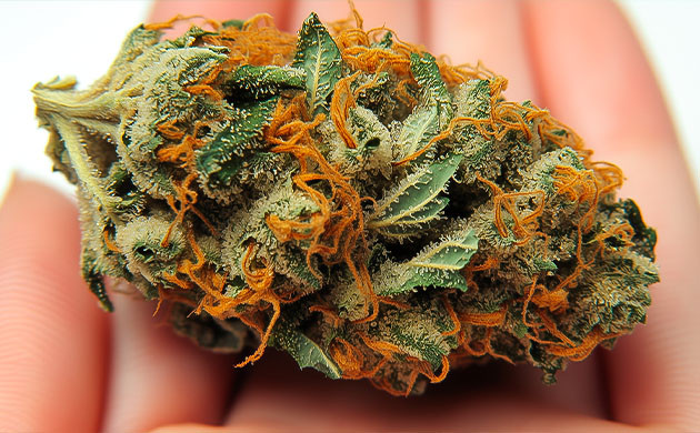 Эффекты и ТГК Northern Lights Почему выбирают Northern Lights