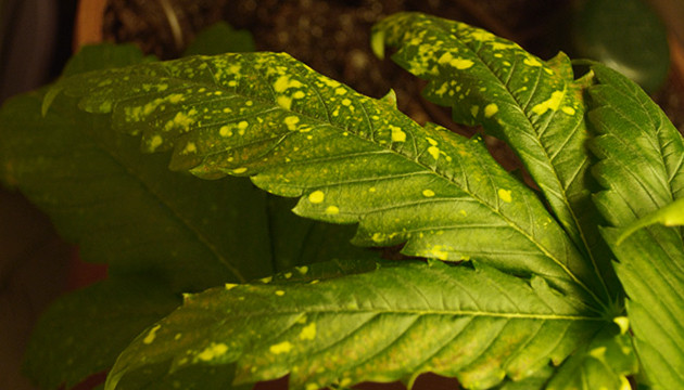 Септириоз и как его устранить Желтые пятна на листьях