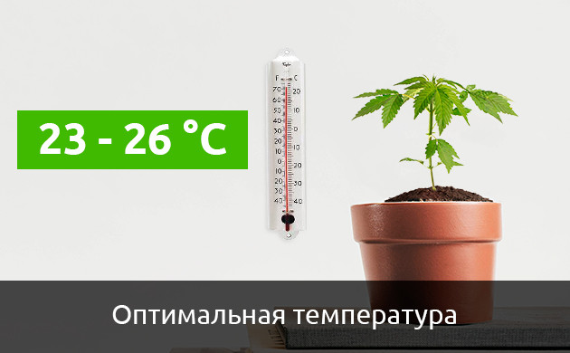 Медленное цветение автика от холода Автоцветущие сорта конопли и температура