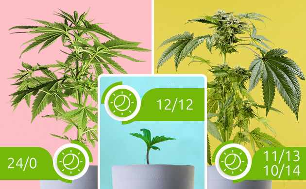 Световые режимы для фотопериодных сортов Режимы освещения для марихуаны