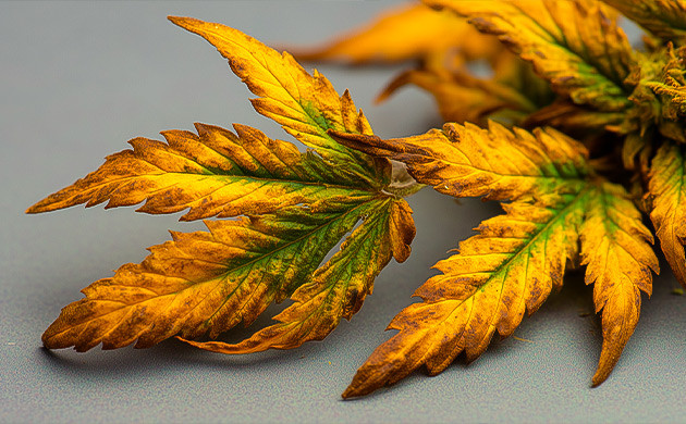 Изменение цвета листвы Жёлтые или коричневые листья