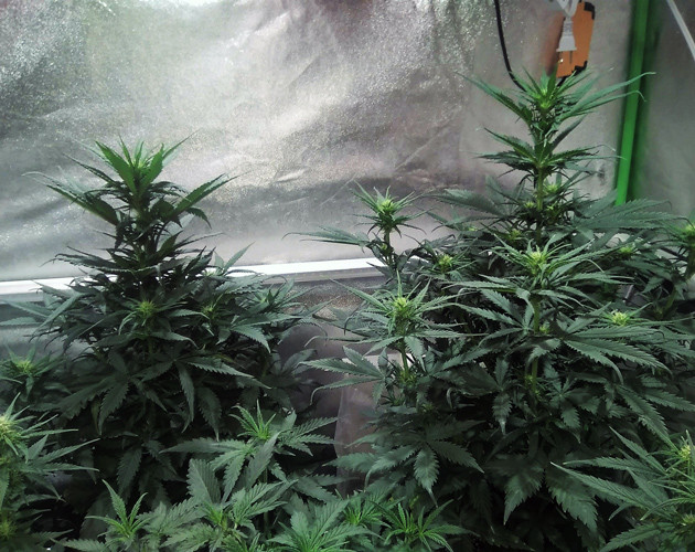 Маникюринг марихуаны 3 неделя цветения Tangie'matic auto