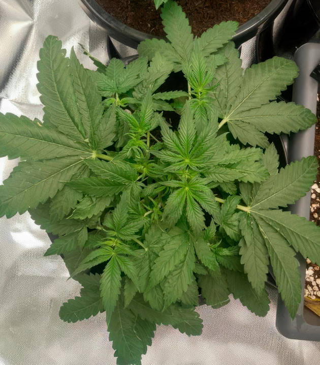 LST каннабиса Конопля на 4 неделе выращивания