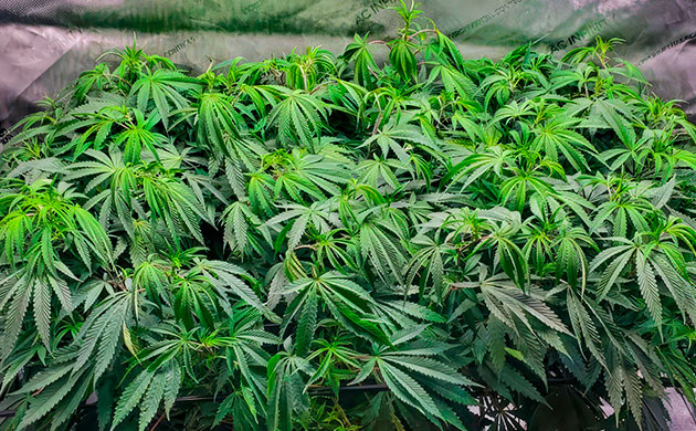 Переключение светового режима конопли 9 неделя выращивания каннабиса