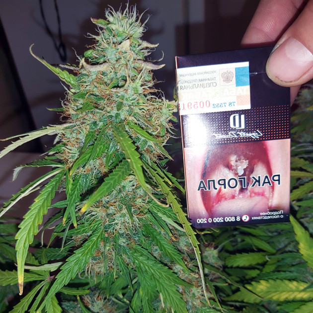Кола Super Skunk Auto Размер колы