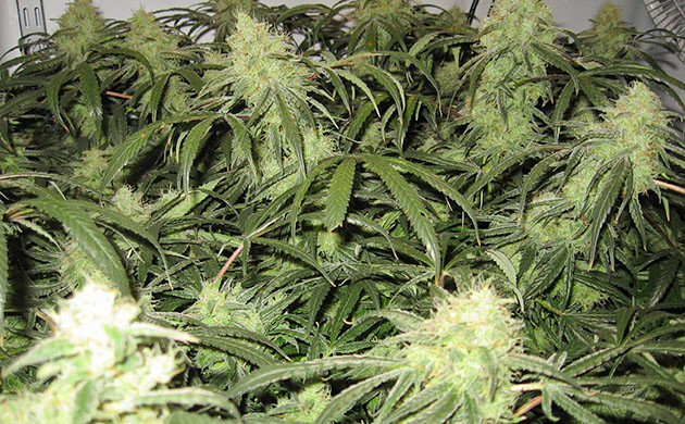 Завершающие недели выращивания Созревшие шишки каннабиса