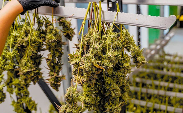 Боковое и напольное освещение – техники для опытных гроверов Боковая подсветка – удобный инструмент для увеличения урожайности