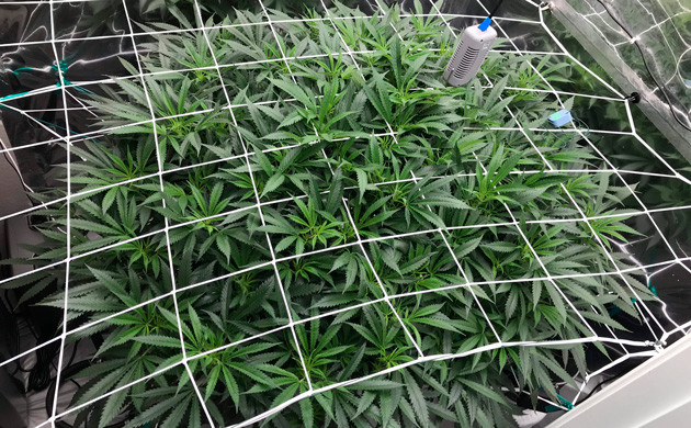 Смена режима для стадии цветения Сетка поверх листьев