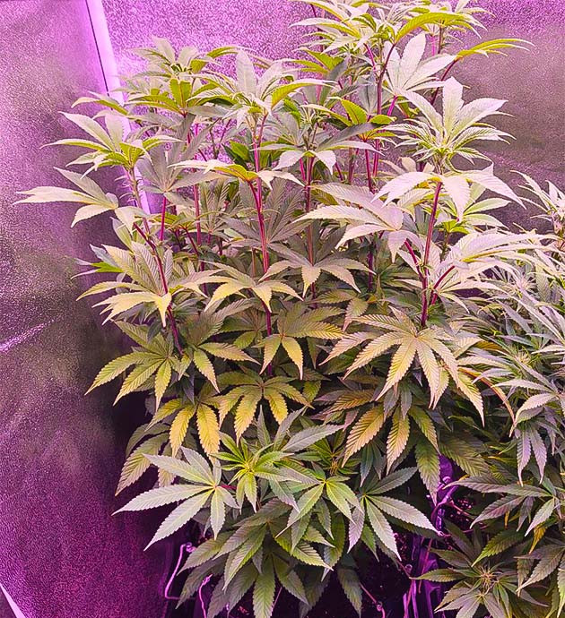 Дефицит у марихуаны 10 неделя роста Moonshine Cookies