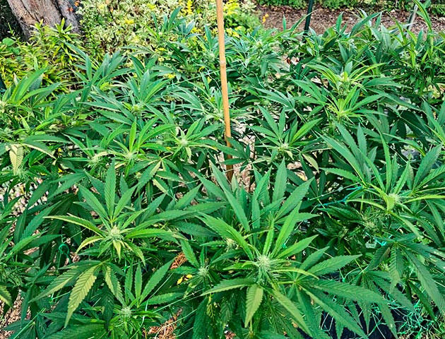 Удобрения для марихуаны Куст Gorilla Cookies FF от FastBuds на 20 неделе