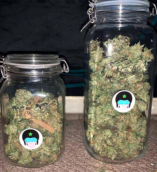 Общие впечатления о грове сорта Trainwreck Fast Version Собранные шишки конопли