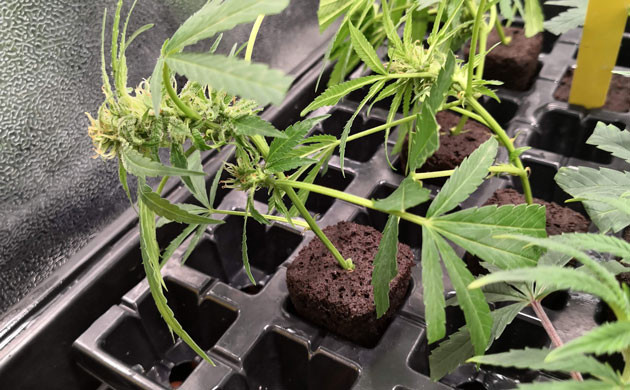 Клонирование конопли Клоны в торфяных кубиках